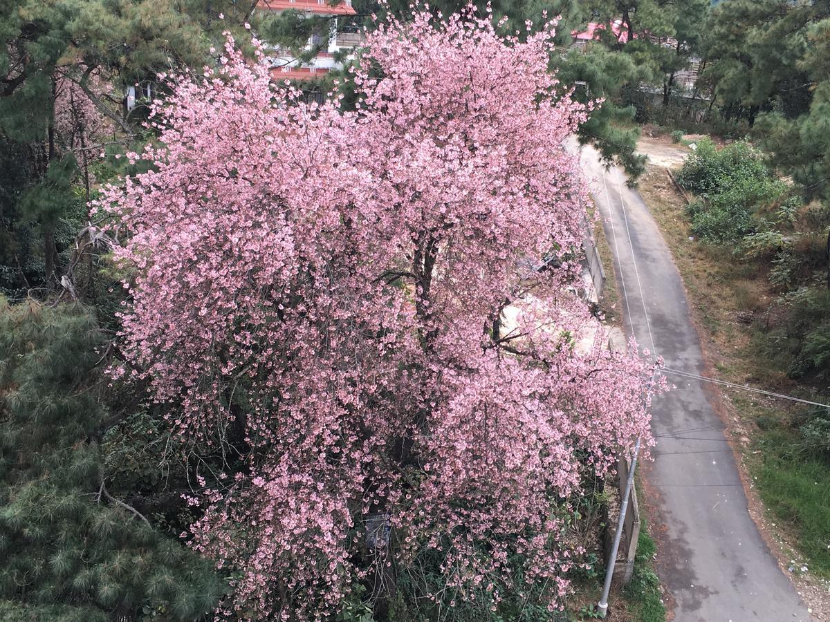 Orange Homestay Shillong Buitenkant foto
